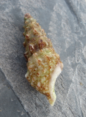 Cerithium